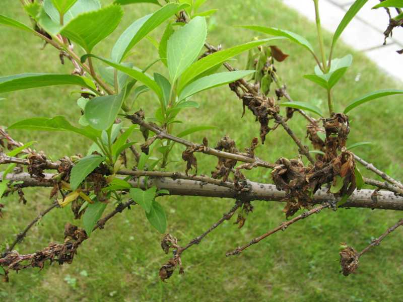 Frost Damage To Fruit Trees Fruit Trees